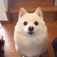 甘えん坊なベラちゃん3