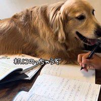 机に乗るゴールデン