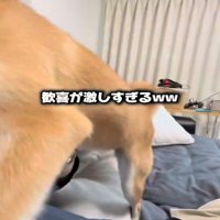 アップの犬2