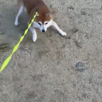 ボールの前で低く構える犬