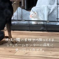 泣き声を出す子猫
