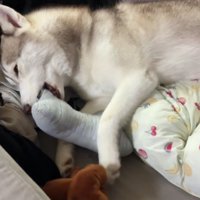 シベリアンハスキーはカッコいい！？