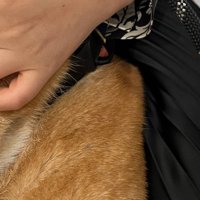 抱っこされている柴犬