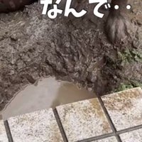 水たまりの前に立つ犬の足元