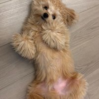 普段のもふもふで可愛い姿♡