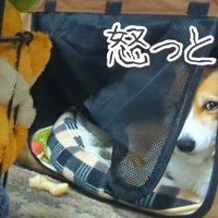 怯えながら見守るハルちゃん