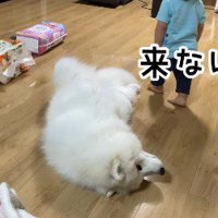 「来ない」