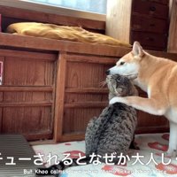 戦意喪失する姿に爆笑♪