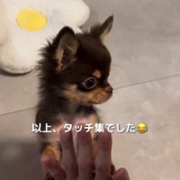 飼い主の手に前足でタッチする子犬