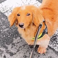「散歩、行きませんよ」