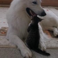 遊び相手になることも