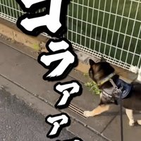 全力で追いかけます