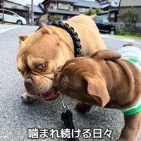 噛まれる犬