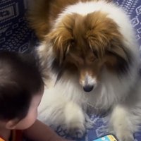 画面に視線を落とす犬