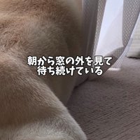 カーテンの隙間から外を見つめる犬