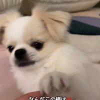 歯磨きガムを怖がるぽっぷくん2
