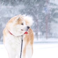 雪が似合っています♡