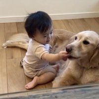 犬の口元に手を伸ばす赤ちゃん