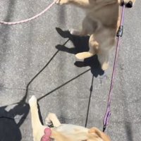 ジャンプしてリードを引っ張るゴールデン