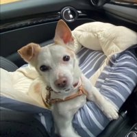 車内でベッドに座る犬