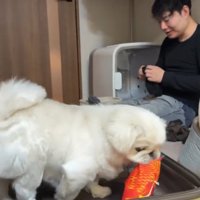 おもちゃを入れる犬