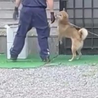 立ち上がって配達員を見つめる犬