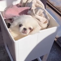洗濯物の中に紛れる小型犬