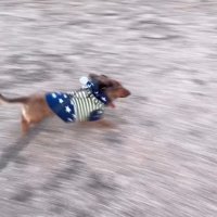 ラホちゃんとの出会いと現在9