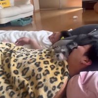 あご乗せする貂ちゃん