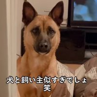 凛々しい顔のMOAちゃん