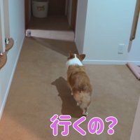 廊下を行ったり来たり