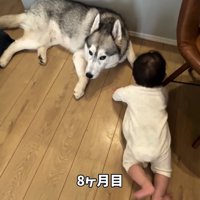 床に伏せた犬へはいはいで近づく赤ちゃん