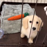 ケージに入る子犬