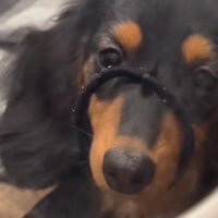 「ヘアゴムどこいった？」