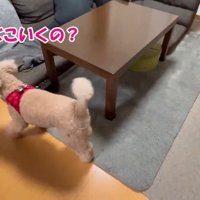 「どこ行くの？お散歩は？」