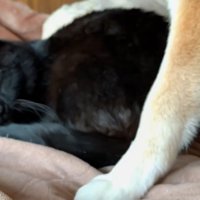 ももちゃんが動きました！