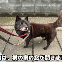 お次は窓が開く音に反応