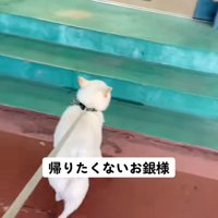 踵を返す銀くん