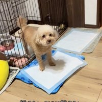 そばにいきたいモカちゃん