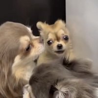 2匹の間から正面を見つめる犬