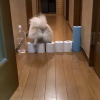 後ろ向きになった！