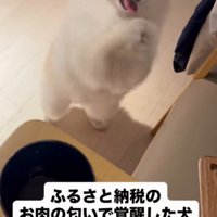 立ち上がり両前足を合わせて、「お願いポーズ」をする犬