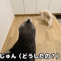 じゅんちゃんが登場！