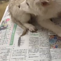 後ろを振り替える泥まみれの子犬