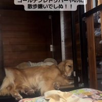 気分が乗らないならちゃん