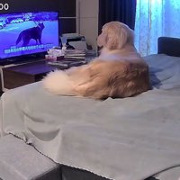 テレビを見る犬