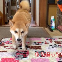 様子をうかがいながら、飼い主さんのそばへ