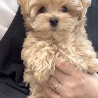 人間大好きな米ちゃん