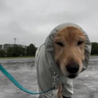 散歩に出たジャスミンちゃん