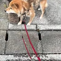 塀の陰から先をうかがう犬